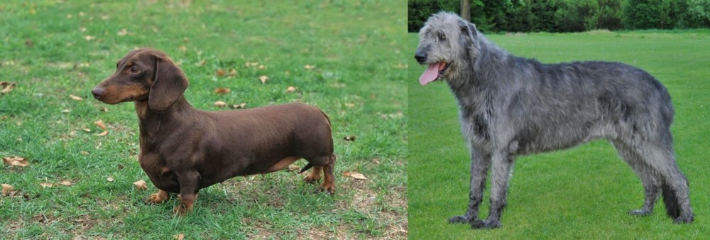 Irish Wolfhound vs Dachshund - Breed Comparison
