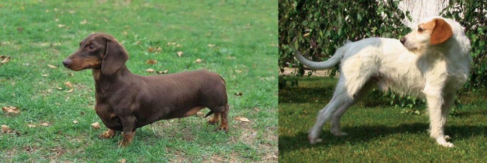 Istarski Ostrodlaki Gonic vs Dachshund - Breed Comparison