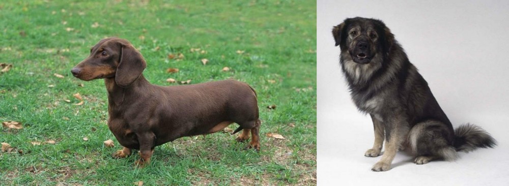 Istrian Sheepdog vs Dachshund - Breed Comparison