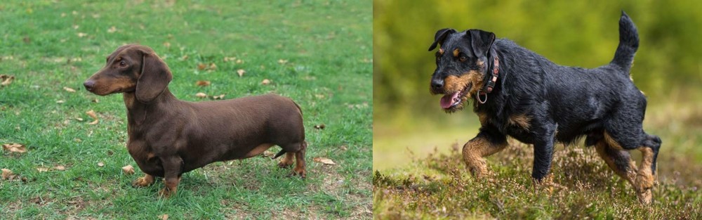 Jagdterrier vs Dachshund - Breed Comparison