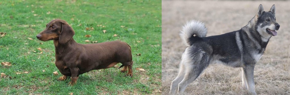 Jamthund vs Dachshund - Breed Comparison