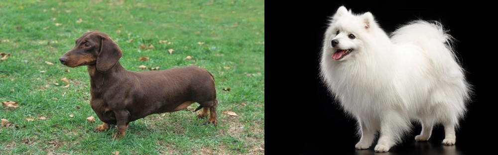 Japanese Spitz vs Dachshund - Breed Comparison