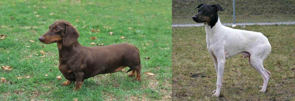 Japanese Terrier vs Dachshund - Breed Comparison