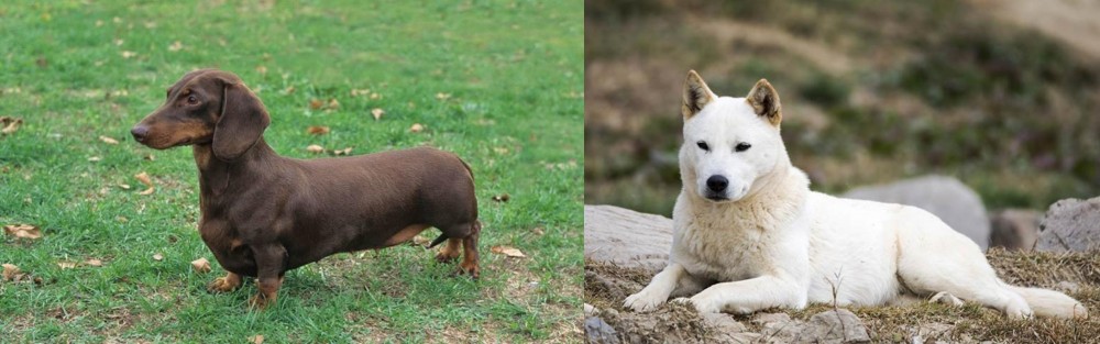 Jindo vs Dachshund - Breed Comparison
