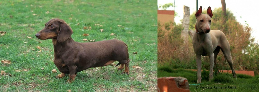 Jonangi vs Dachshund - Breed Comparison