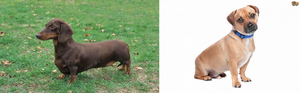 Jug vs Dachshund - Breed Comparison