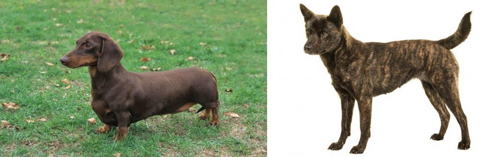 Kai Ken vs Dachshund - Breed Comparison