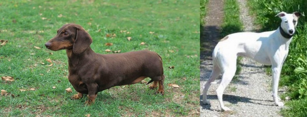 Kaikadi vs Dachshund - Breed Comparison