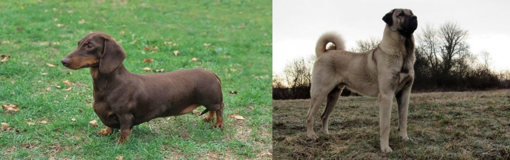Kangal Dog vs Dachshund - Breed Comparison