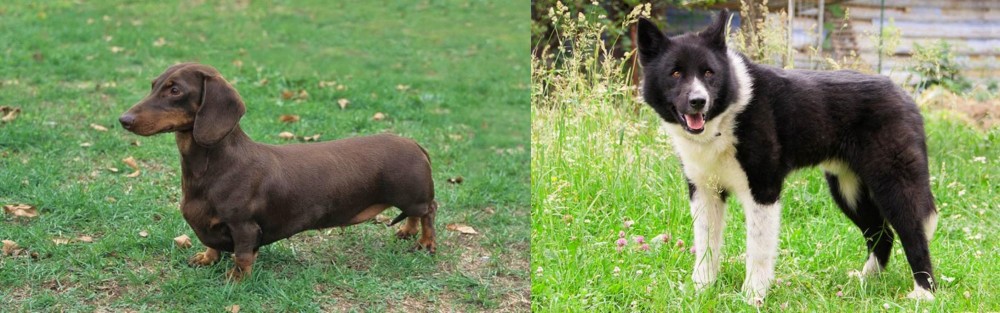 Karelian Bear Dog vs Dachshund - Breed Comparison