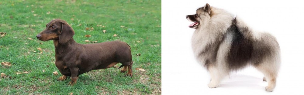 Keeshond vs Dachshund - Breed Comparison