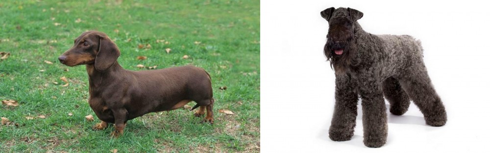 Kerry Blue Terrier vs Dachshund - Breed Comparison