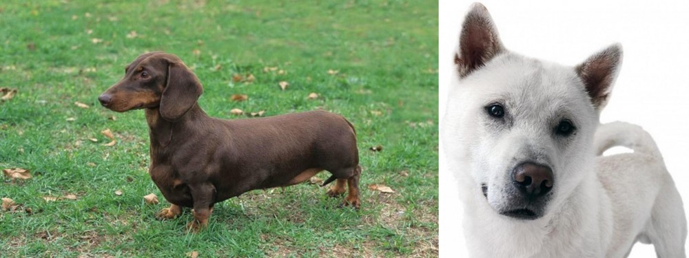Kishu vs Dachshund - Breed Comparison