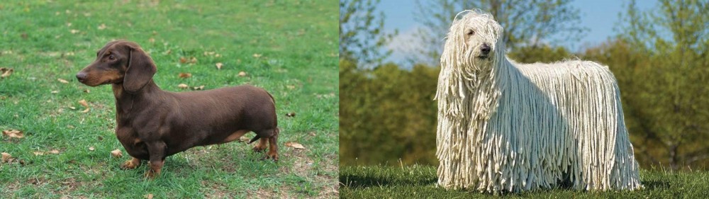 Komondor vs Dachshund - Breed Comparison