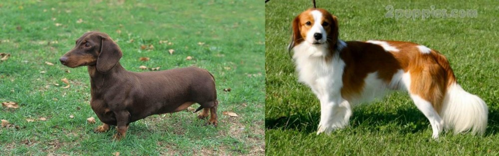 Kooikerhondje vs Dachshund - Breed Comparison