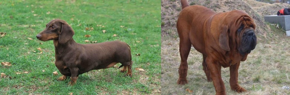 Korean Mastiff vs Dachshund - Breed Comparison