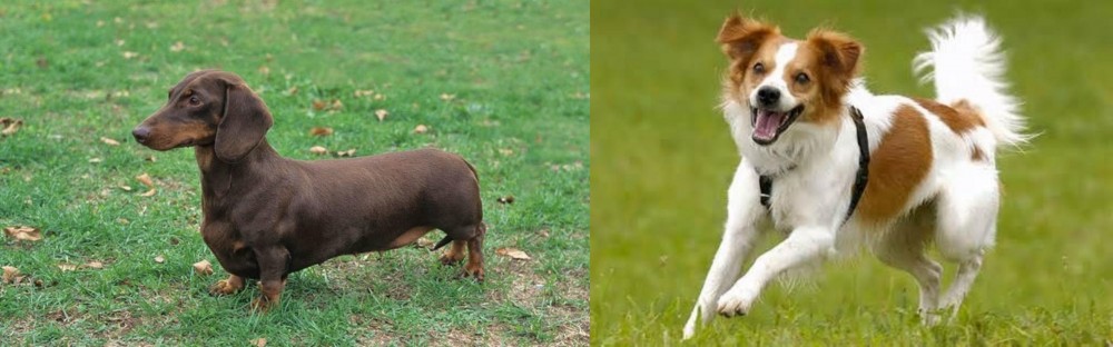 Kromfohrlander vs Dachshund - Breed Comparison