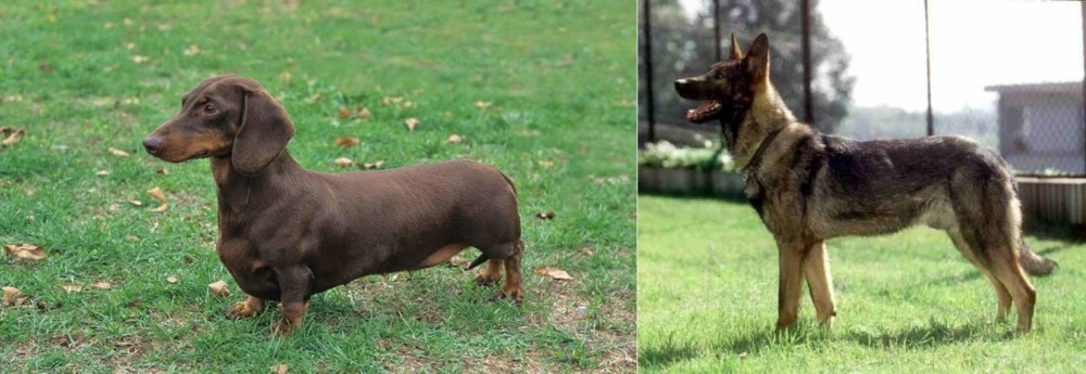 Kunming Dog vs Dachshund - Breed Comparison
