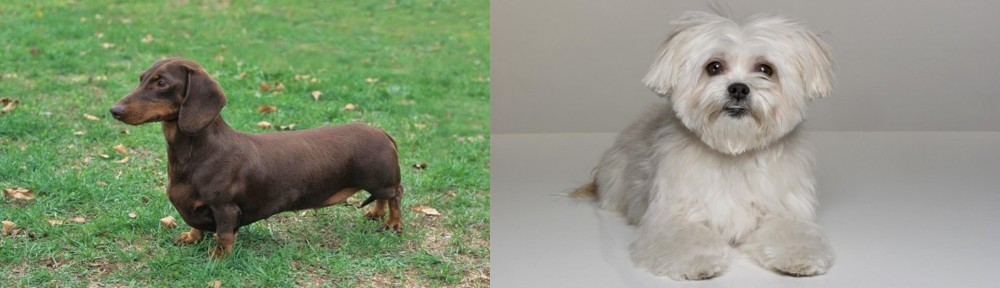 Kyi-Leo vs Dachshund - Breed Comparison