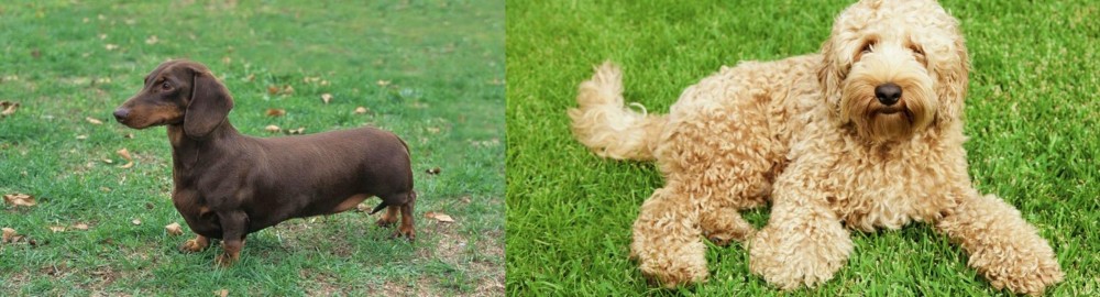 Labradoodle vs Dachshund - Breed Comparison