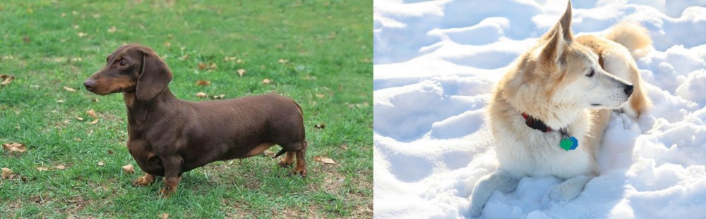 Labrador Husky vs Dachshund - Breed Comparison