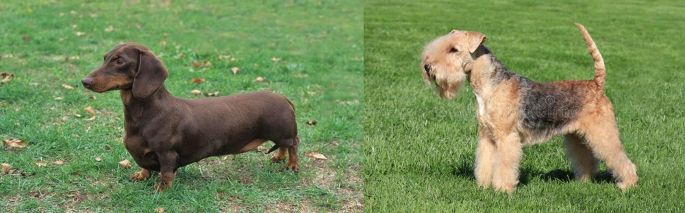 Lakeland Terrier vs Dachshund - Breed Comparison