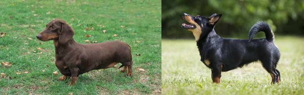 Lancashire Heeler vs Dachshund - Breed Comparison