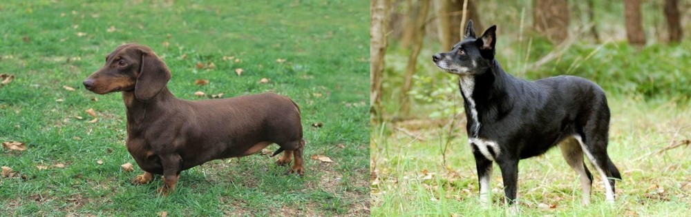 Lapponian Herder vs Dachshund - Breed Comparison