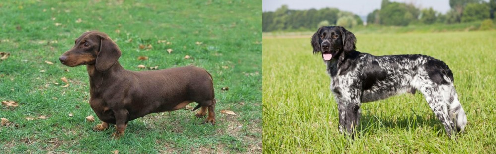 Large Munsterlander vs Dachshund - Breed Comparison