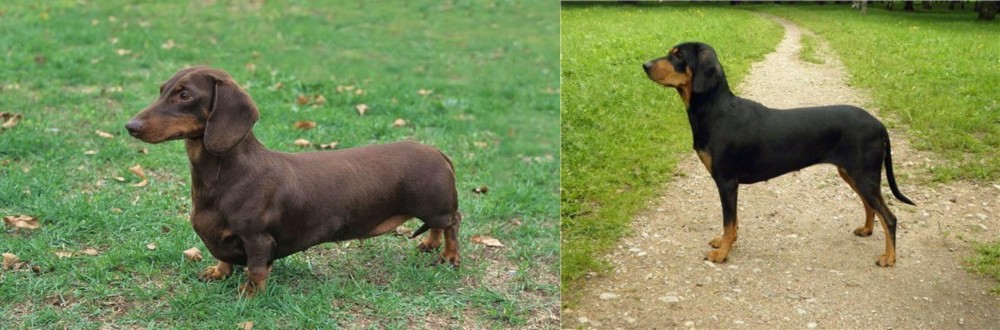 Latvian Hound vs Dachshund - Breed Comparison