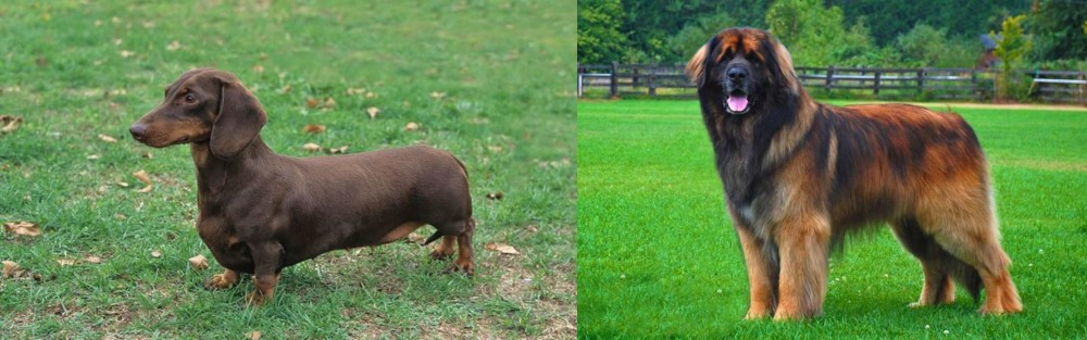 Leonberger vs Dachshund - Breed Comparison