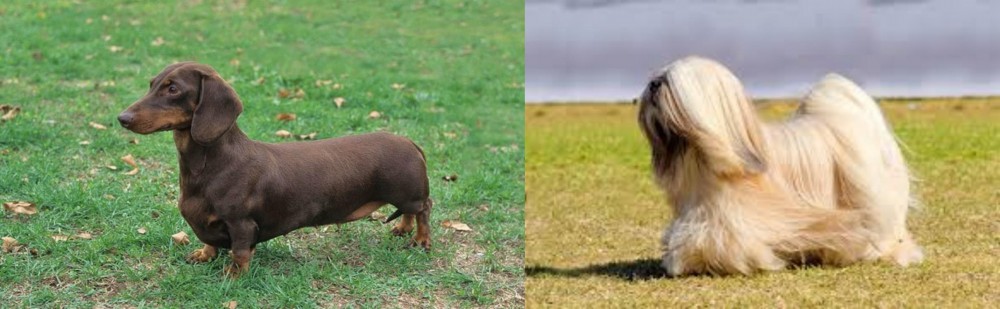 Lhasa Apso vs Dachshund - Breed Comparison