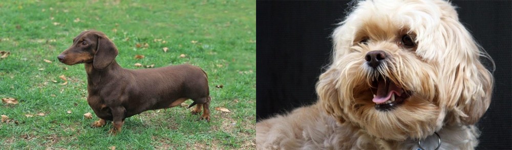 Lhasapoo vs Dachshund - Breed Comparison