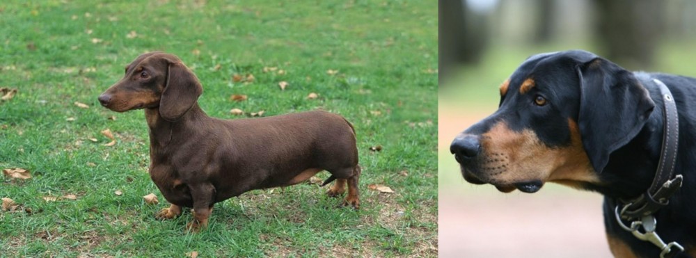 Lithuanian Hound vs Dachshund - Breed Comparison