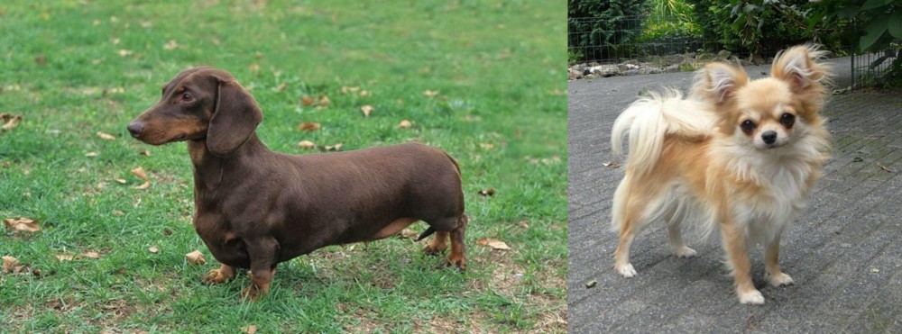 Long Haired Chihuahua vs Dachshund - Breed Comparison