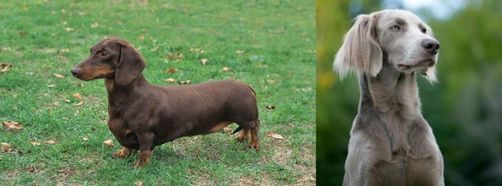 Longhaired Weimaraner vs Dachshund - Breed Comparison