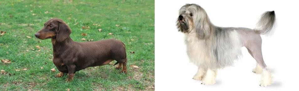 Lowchen vs Dachshund - Breed Comparison