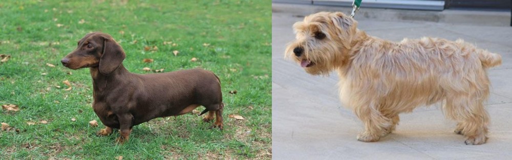 Lucas Terrier vs Dachshund - Breed Comparison