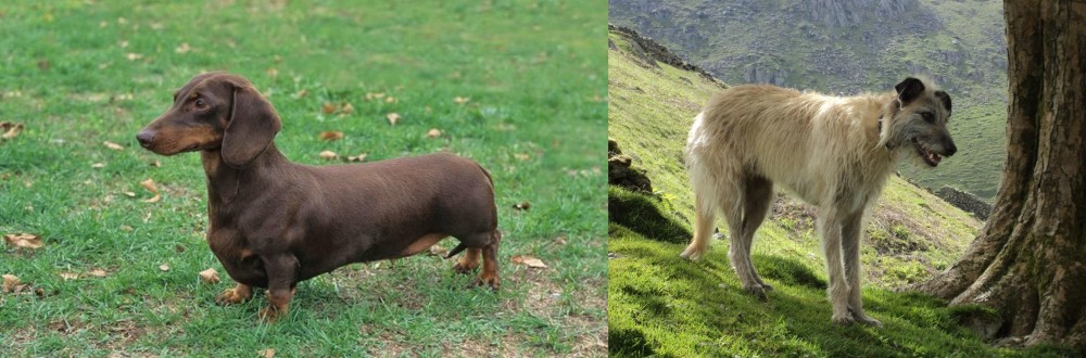 Lurcher vs Dachshund - Breed Comparison