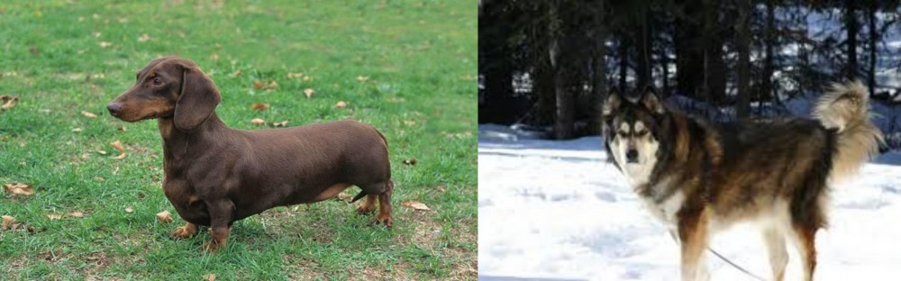 Mackenzie River Husky vs Dachshund - Breed Comparison