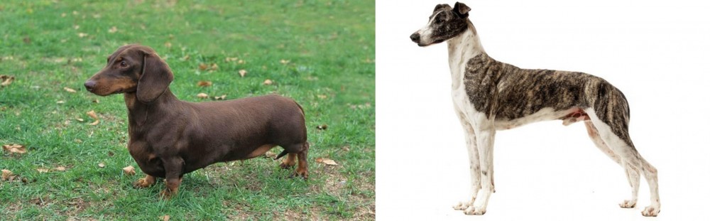 Magyar Agar vs Dachshund - Breed Comparison