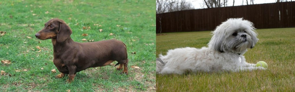 Mal-Shi vs Dachshund - Breed Comparison