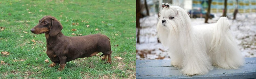 Maltese vs Dachshund - Breed Comparison