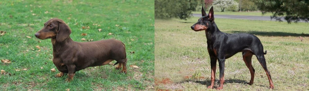 Manchester Terrier vs Dachshund - Breed Comparison