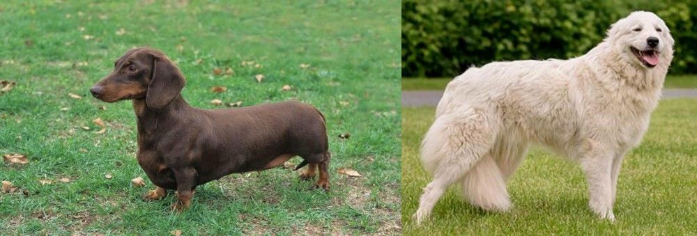Maremma Sheepdog vs Dachshund - Breed Comparison