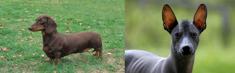 Mexican Hairless vs Dachshund - Breed Comparison