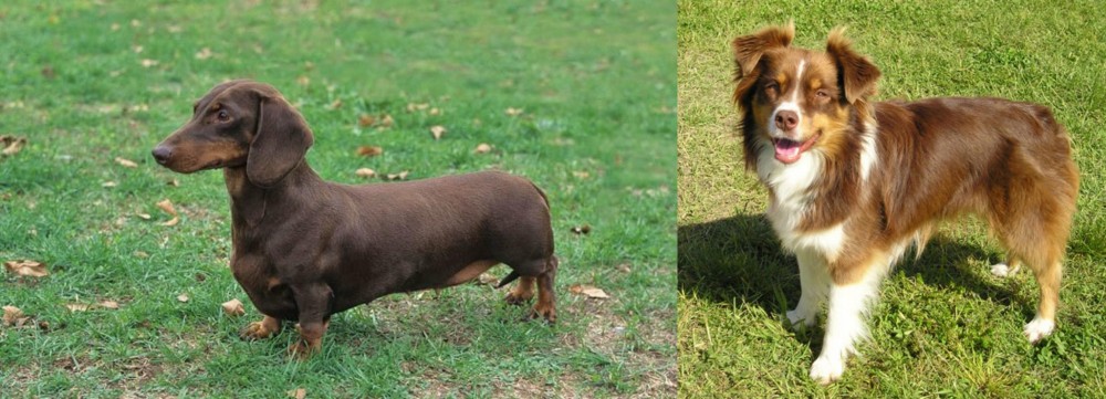 Miniature Australian Shepherd vs Dachshund - Breed Comparison