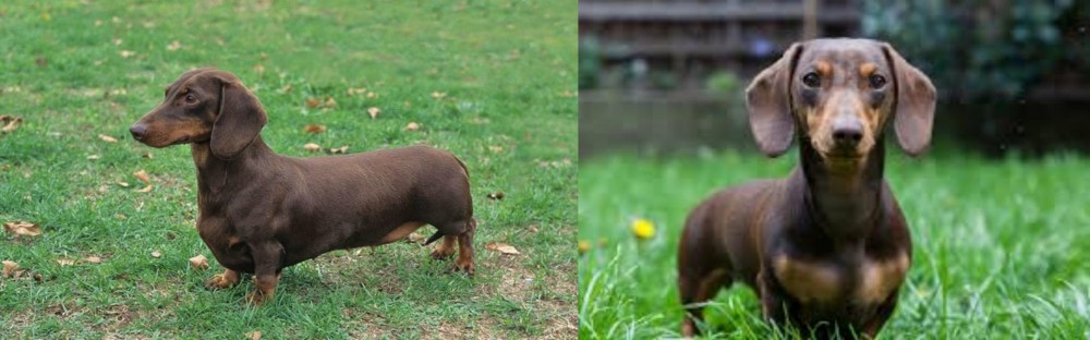 Miniature Dachshund vs Dachshund - Breed Comparison