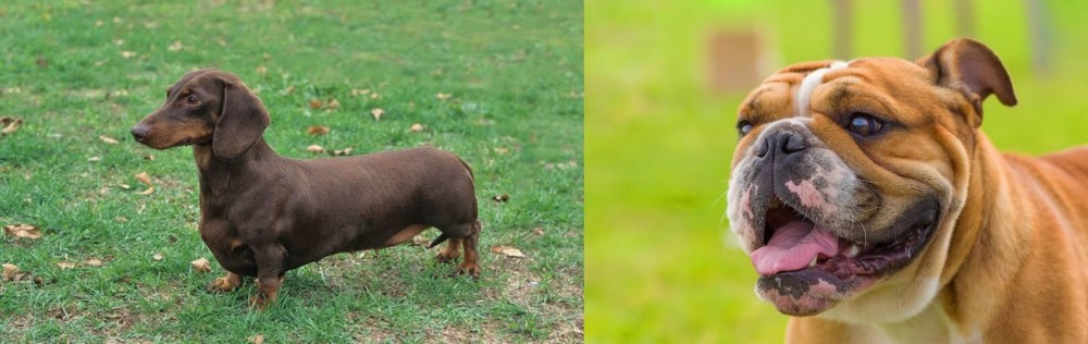 Miniature English Bulldog vs Dachshund - Breed Comparison