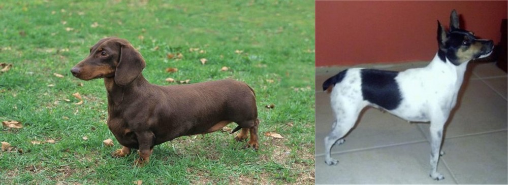 Miniature Fox Terrier vs Dachshund - Breed Comparison
